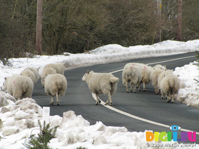 SX02520 Sheep on snowy road